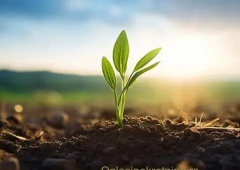 Prodaja kuće u Boru