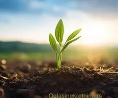 Prodaja kuće u Boru