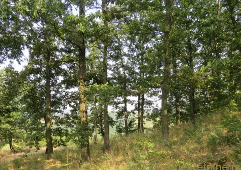 Parcela pod šumom u Zaječaru - šuma Zaječar